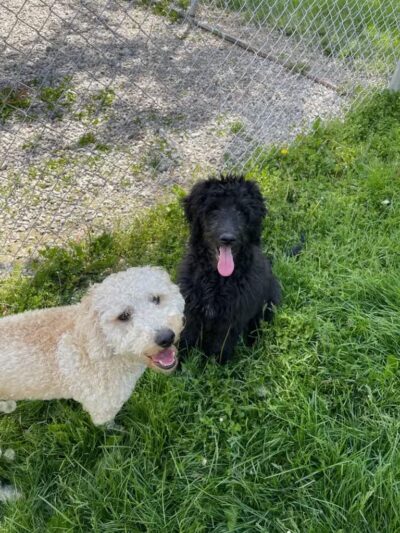 Howliday Inn Boarding - Vandalia, OH