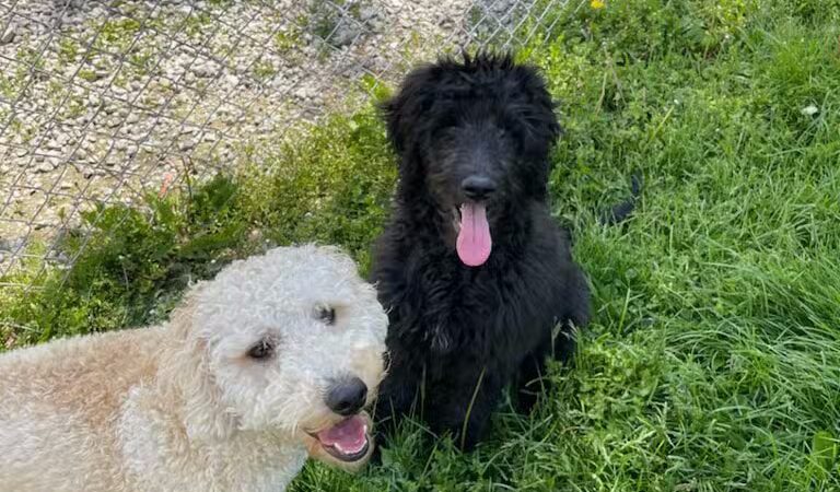 Howliday Inn Boarding - Vandalia, OH