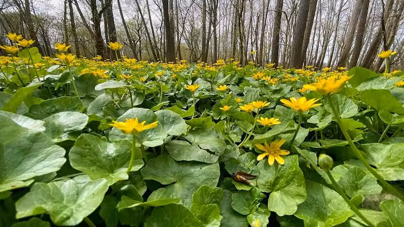 Taylorsville Metropark East Parking - Vandalia, OH
