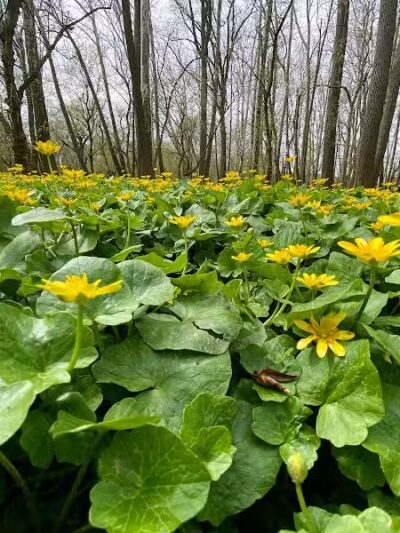 Taylorsville Metropark East Parking - Vandalia, OH