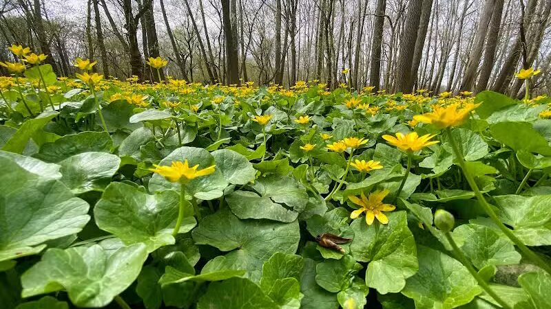 Taylorsville Metropark East Parking - Vandalia, OH