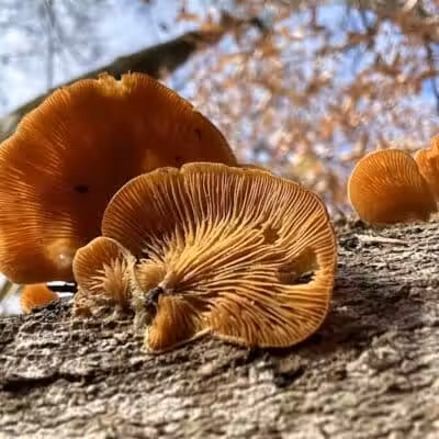 Taylorsville Metropark East Parking - Vandalia, OH