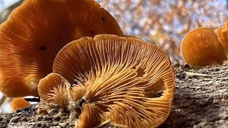 Taylorsville Metropark East Parking - Vandalia, OH