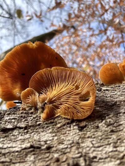 Taylorsville Metropark East Parking - Vandalia, OH