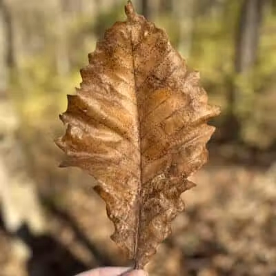 Taylorsville Metropark East Parking - Vandalia, OH