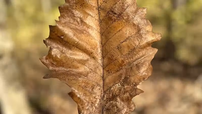 Taylorsville Metropark East Parking - Vandalia, OH