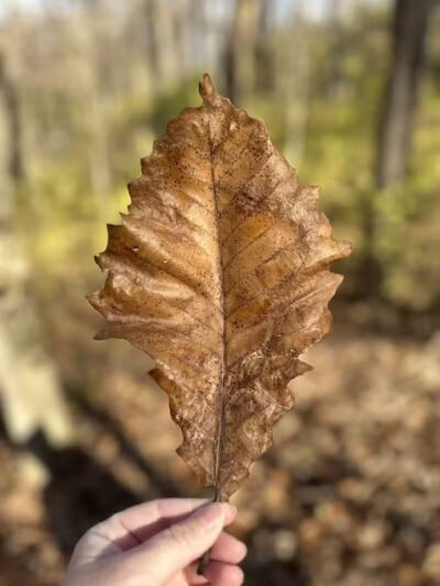 Taylorsville Metropark East Parking - Vandalia, OH
