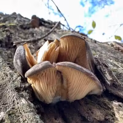 Taylorsville Metropark East Parking - Vandalia, OH