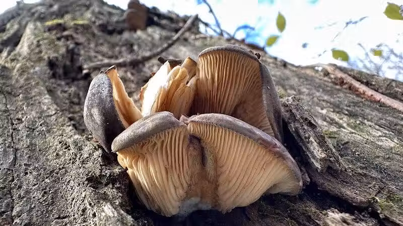 Taylorsville Metropark East Parking - Vandalia, OH