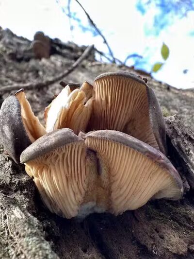 Taylorsville Metropark East Parking - Vandalia, OH