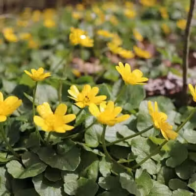 Taylorsville Metropark East Parking - Vandalia, OH