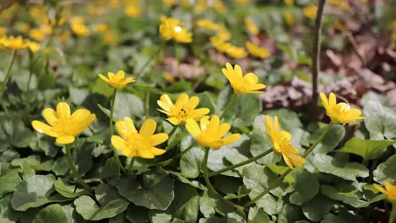 Taylorsville Metropark East Parking - Vandalia, OH