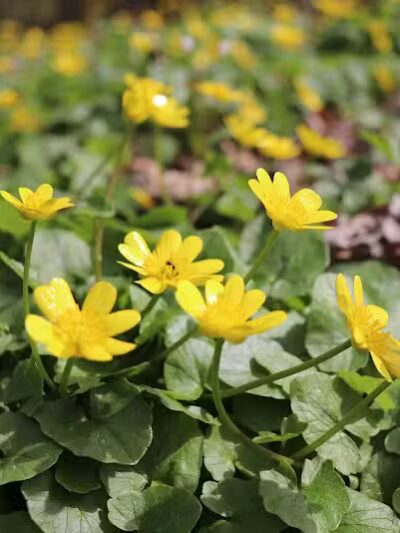 Taylorsville Metropark East Parking - Vandalia, OH