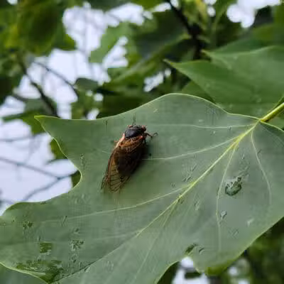 Taylorsville MetroPark West Park Entrance - Vandalia, OH