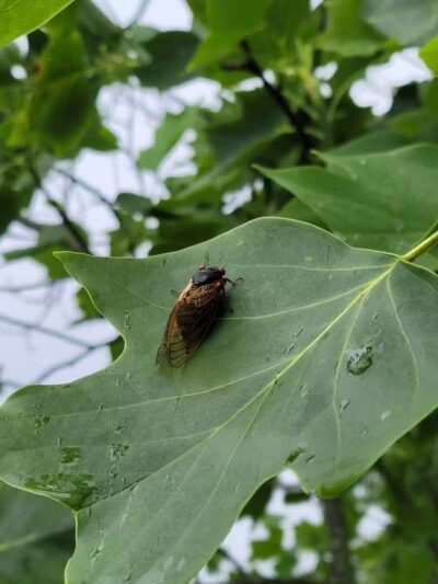 Taylorsville MetroPark West Park Entrance - Vandalia, OH