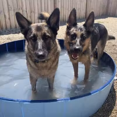The Hound Playground - Vandalia, OH