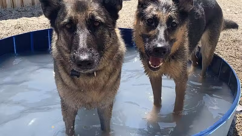 The Hound Playground - Vandalia, OH
