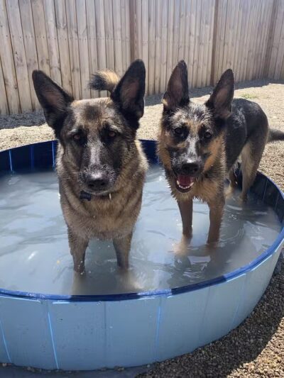 The Hound Playground - Vandalia, OH