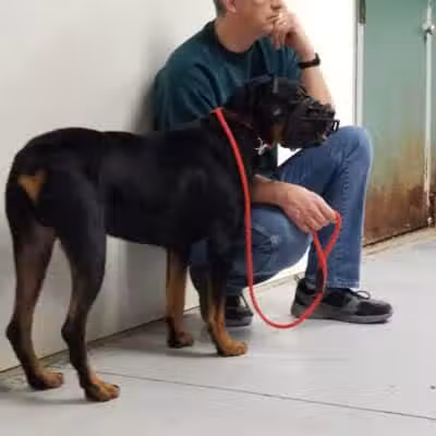 The Hound Playground - Vandalia, OH