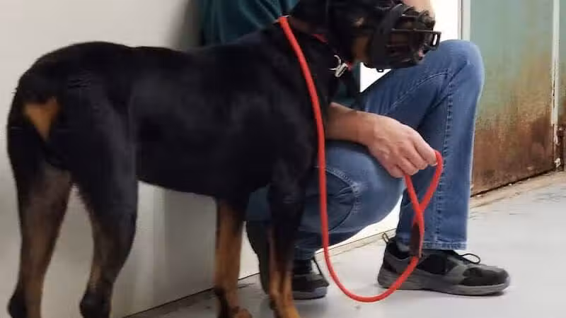 The Hound Playground - Vandalia, OH