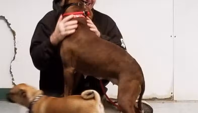 The Hound Playground - Vandalia, OH