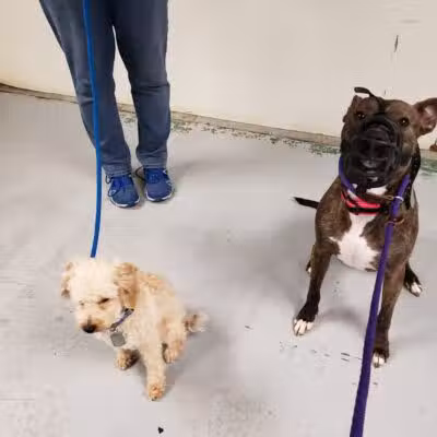 The Hound Playground - Vandalia, OH