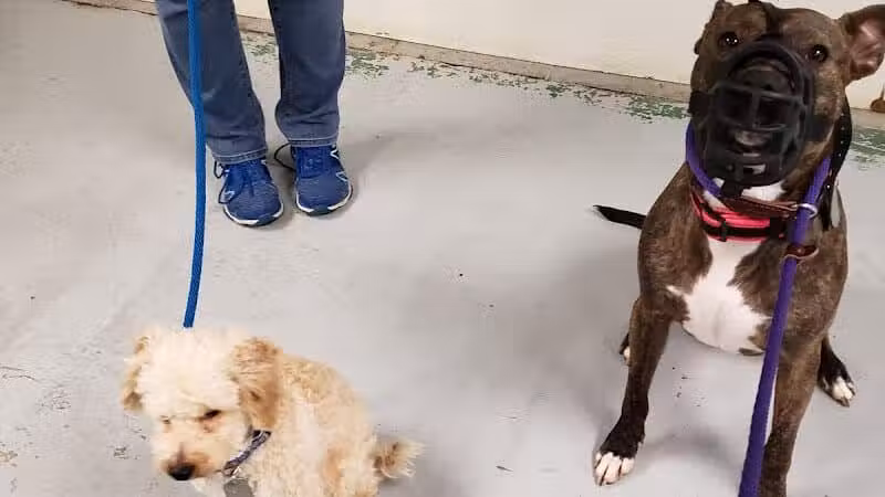 The Hound Playground - Vandalia, OH