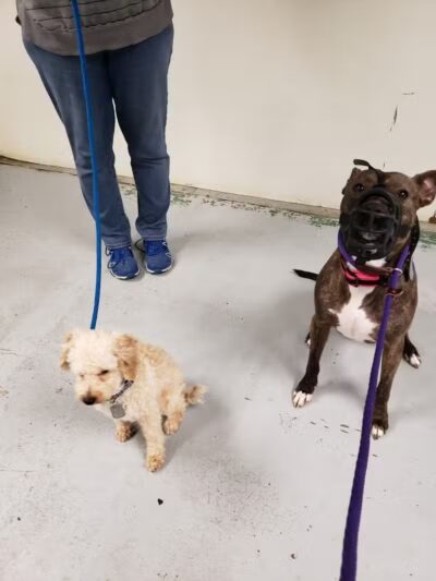 The Hound Playground - Vandalia, OH