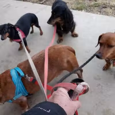 The Hound Playground - Vandalia, OH