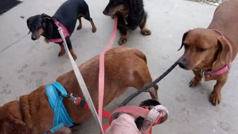 The Hound Playground - Vandalia, OH
