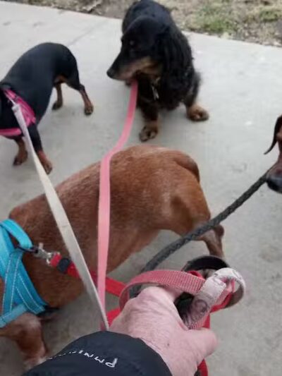 The Hound Playground - Vandalia, OH