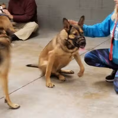 The Hound Playground - Vandalia, OH