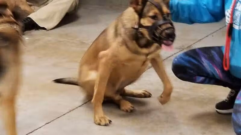 The Hound Playground - Vandalia, OH