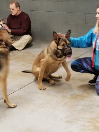 The Hound Playground - Vandalia, OH