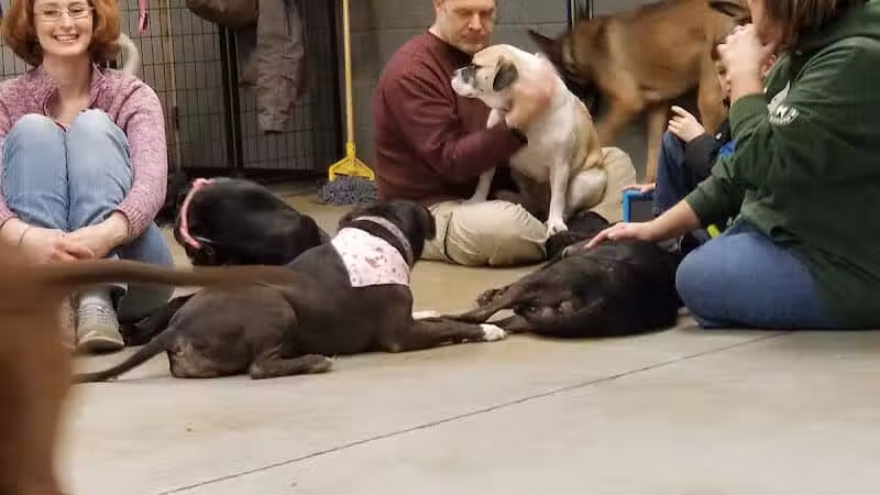 The Hound Playground - Vandalia, OH