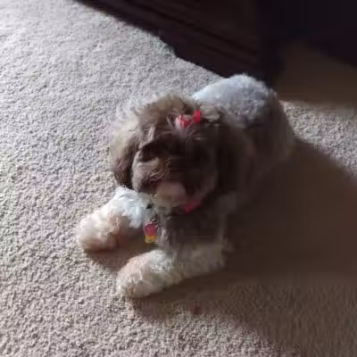 The Hound Playground - Vandalia, OH