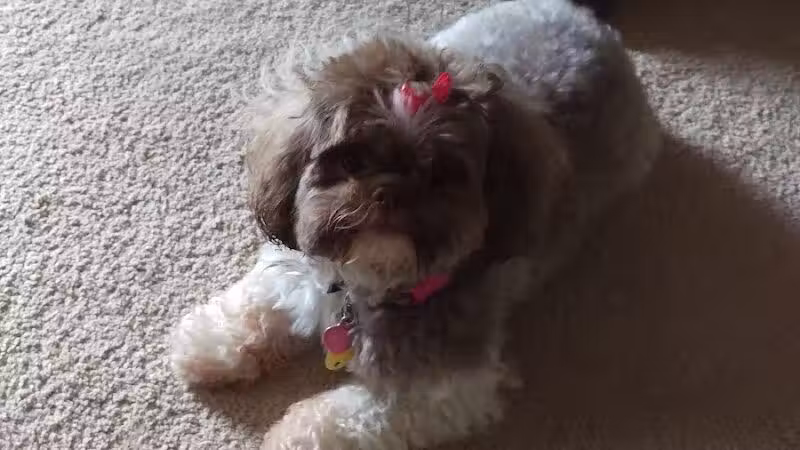 The Hound Playground - Vandalia, OH