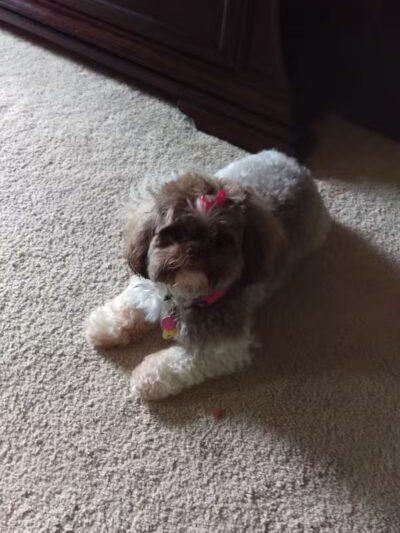 The Hound Playground - Vandalia, OH