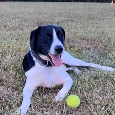 Woodford County Dog Park - Versailles, KY