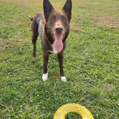 Woodford County Dog Park - Versailles, KY