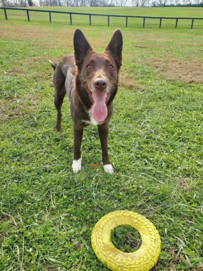 Woodford County Dog Park - Versailles, KY