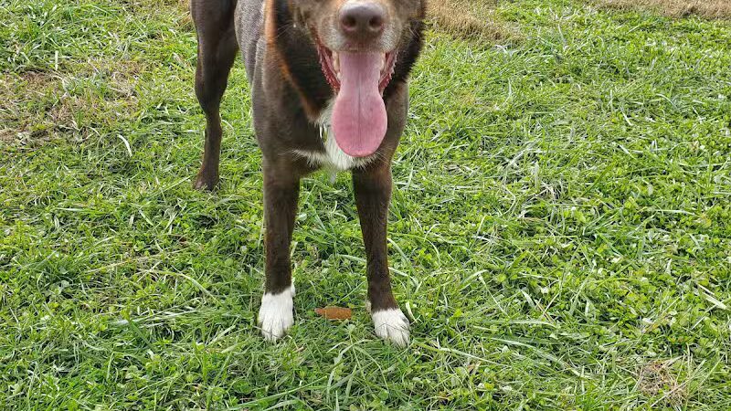 Woodford County Dog Park - Versailles, KY