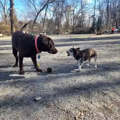Vienna Dog Park - Vienna, VA