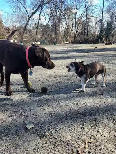 Vienna Dog Park - Vienna, VA