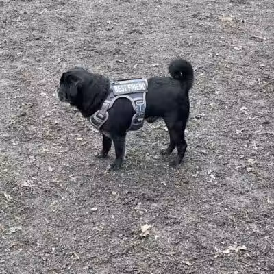 Vienna Dog Park - Vienna, VA