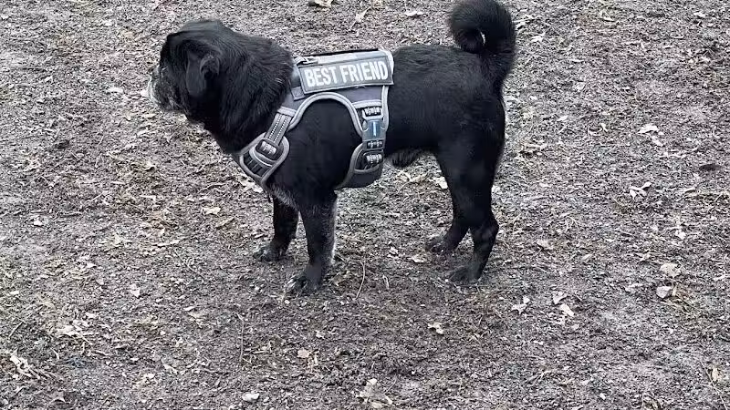 Vienna Dog Park - Vienna, VA