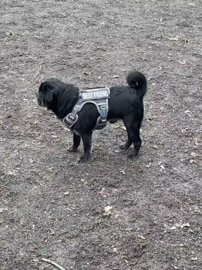 Vienna Dog Park - Vienna, VA