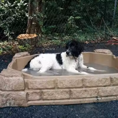 Vienna Dog Park - Vienna, VA