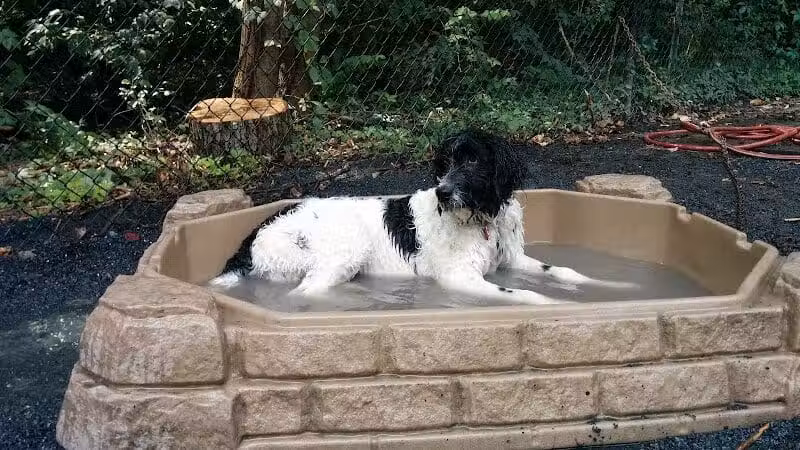 Vienna Dog Park - Vienna, VA