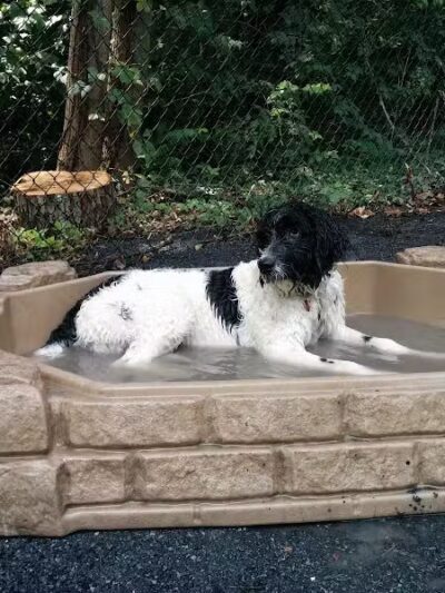 Vienna Dog Park - Vienna, VA